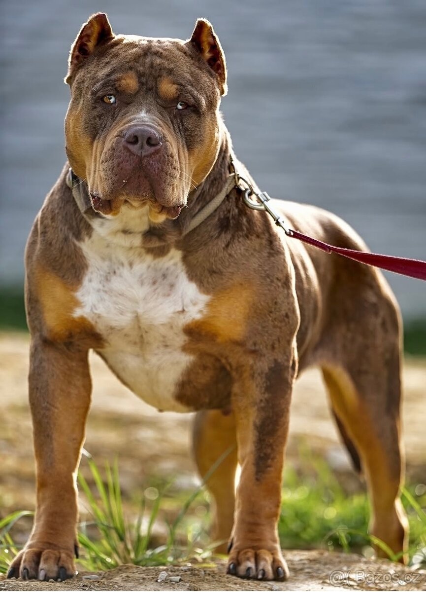 American Bully XL/XXL - 12