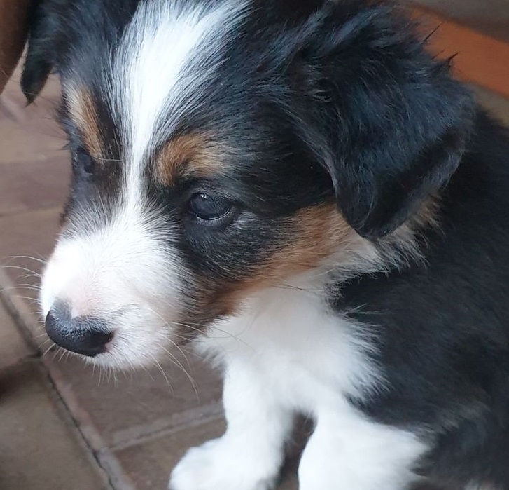 Krytí border kolie - Lanškroun - 12