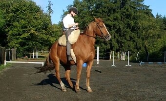 Vycvičený mladý valach - 12