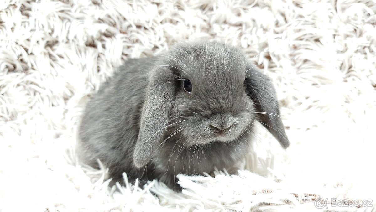 Zakrslý beránek, králíček, králík - KVIDO - 12