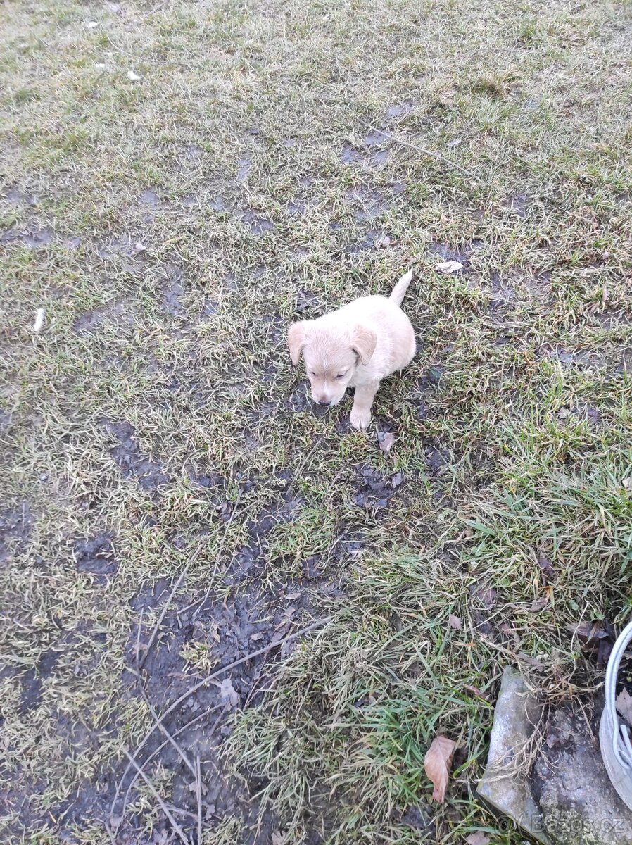 Prodej štěňat - 12