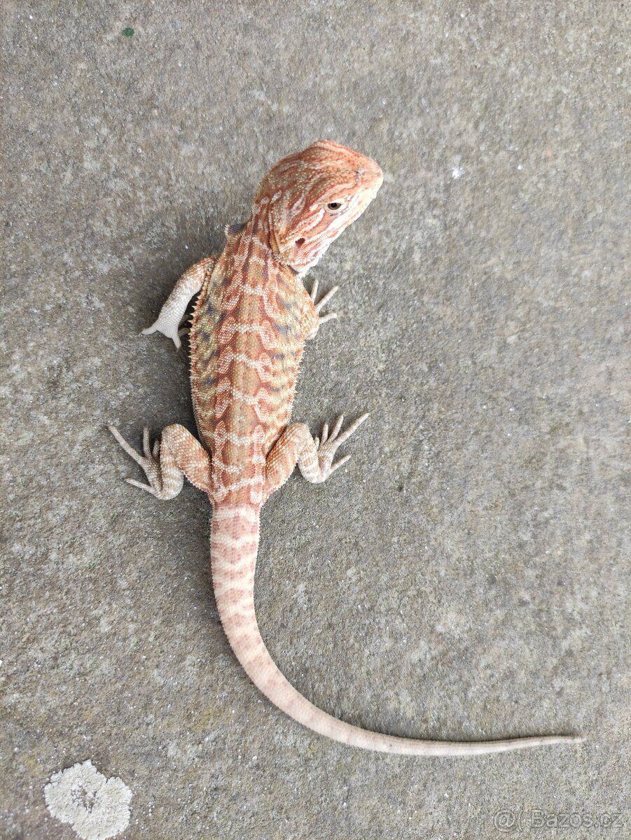 agama vousatá, terárium - 12