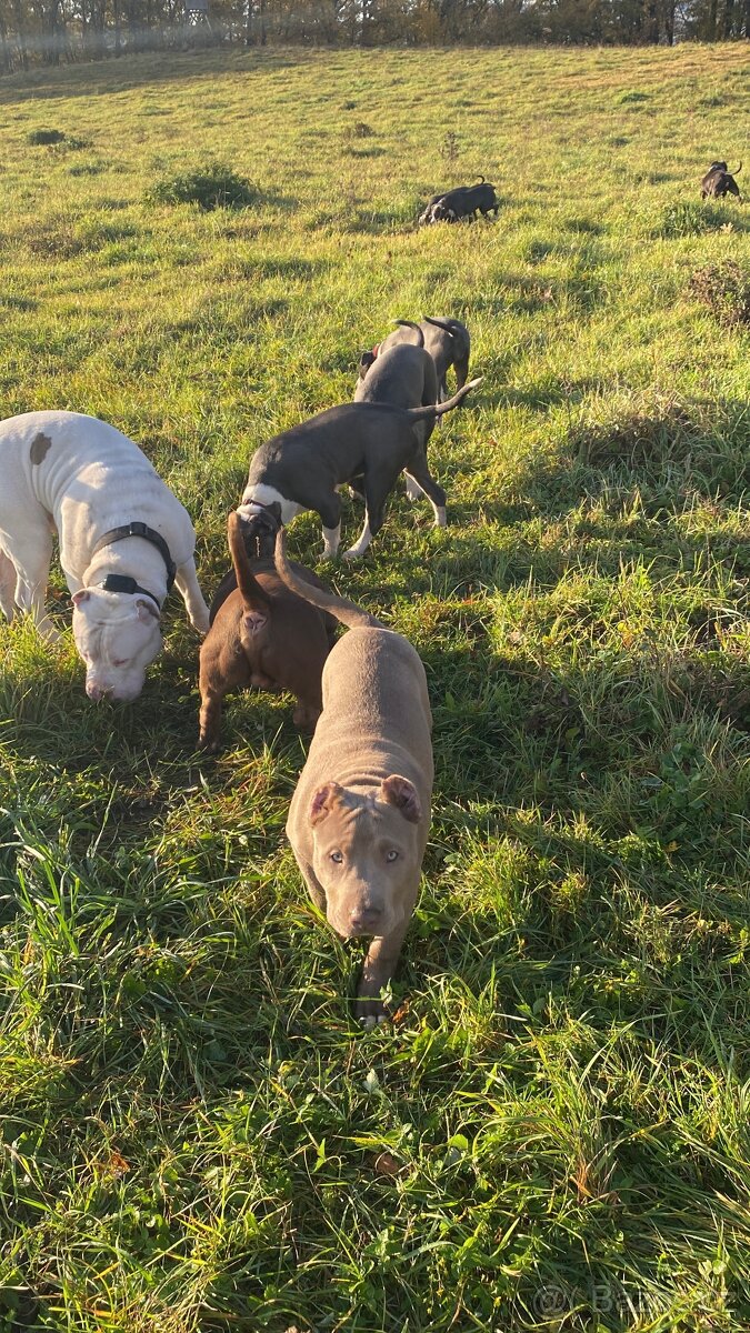 American Bully XL - 12