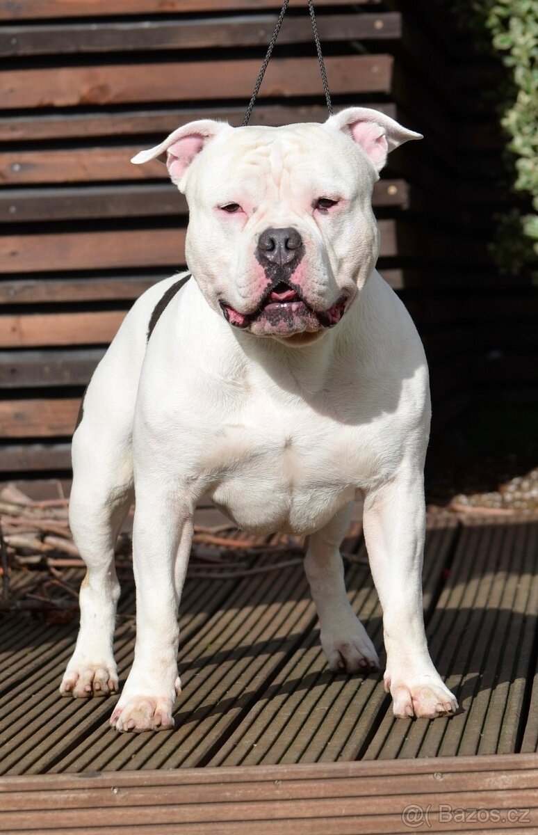 Krytí American Bully standard - 12