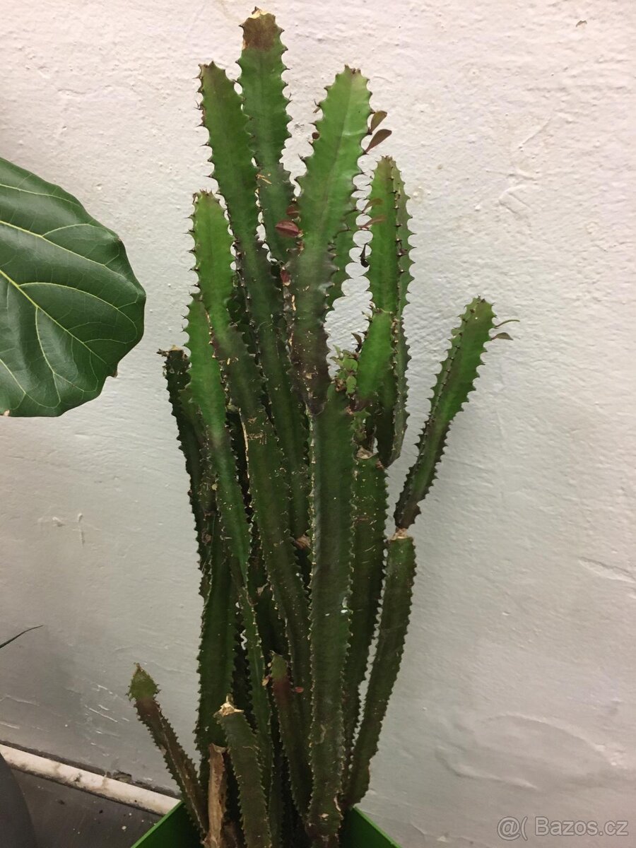 POKOJOVE KVETINY - 12