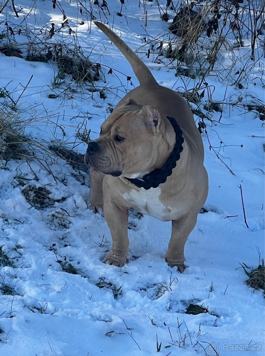 AMERICAN BULLY POCKET KRYTÍ - 12