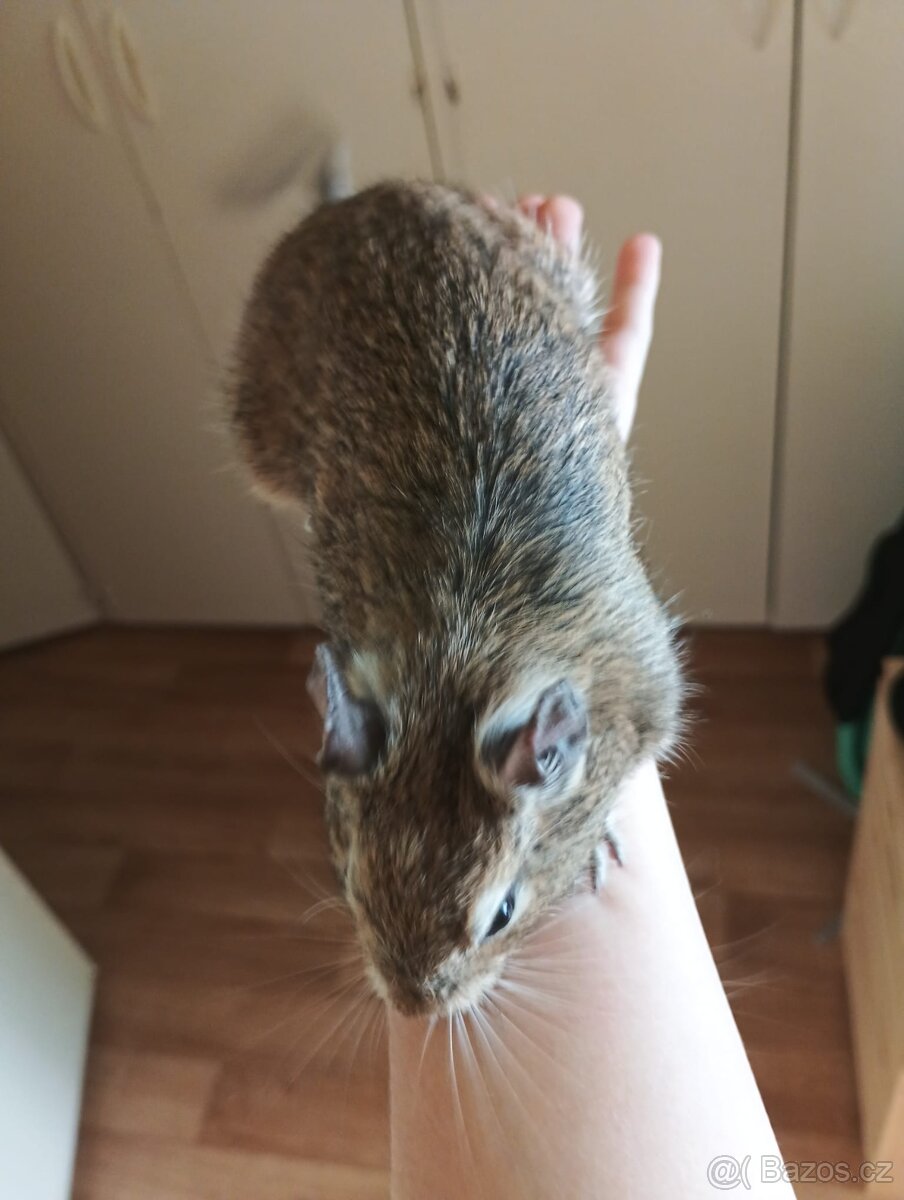 Osmačci s klecí - 12