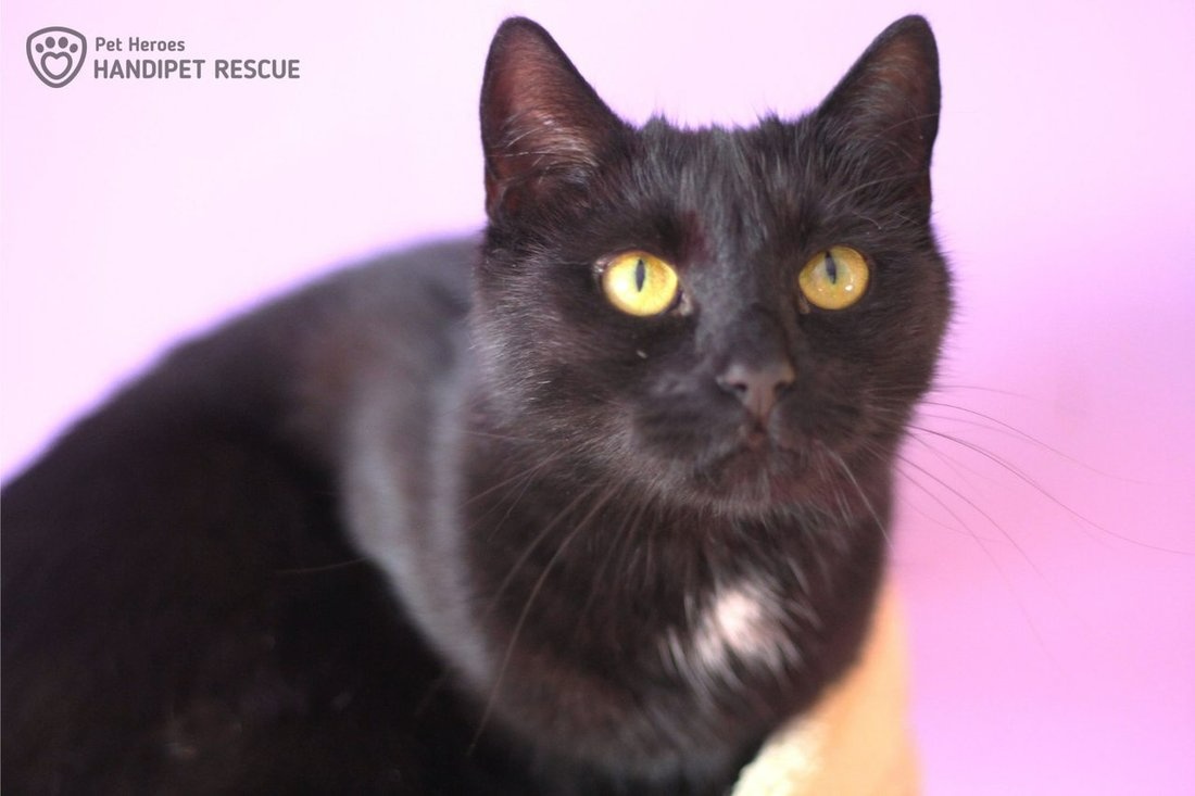 elegantní Arwen - kočka k adopci - 12