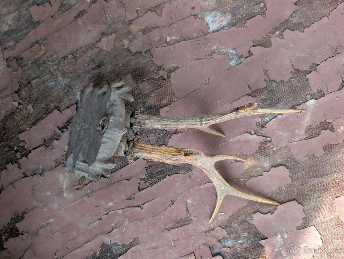 Vycpaniny trofeje - 12