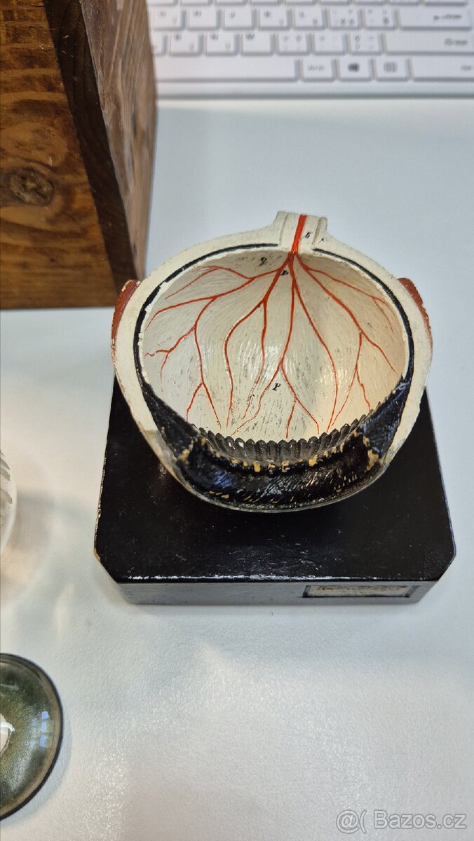 Starožitný model oka, Bock Steger, cca 1880 - 12