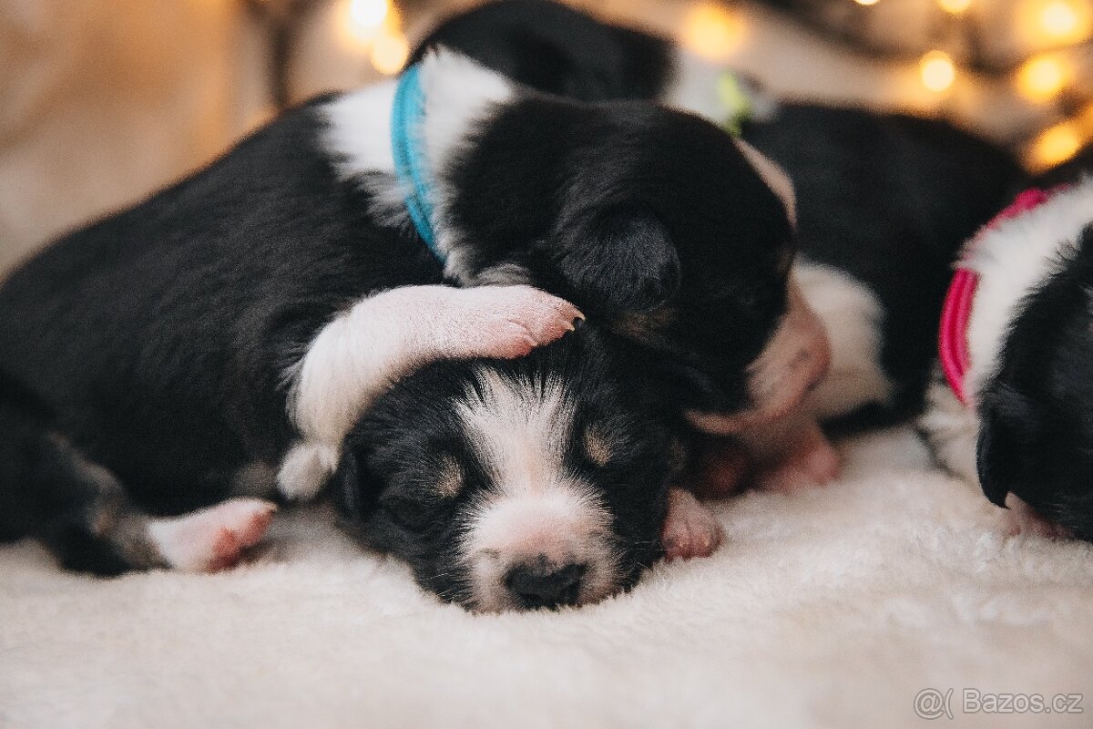 Štěňata border kolie s PP - 12