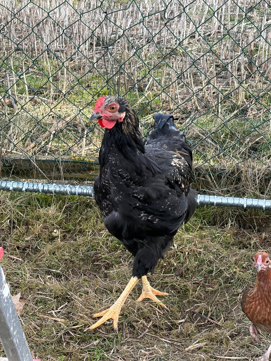 Prodám kohouta - 12