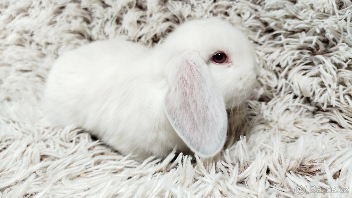 Zakrslý beránek, králíček, králík - MOLLY - 12