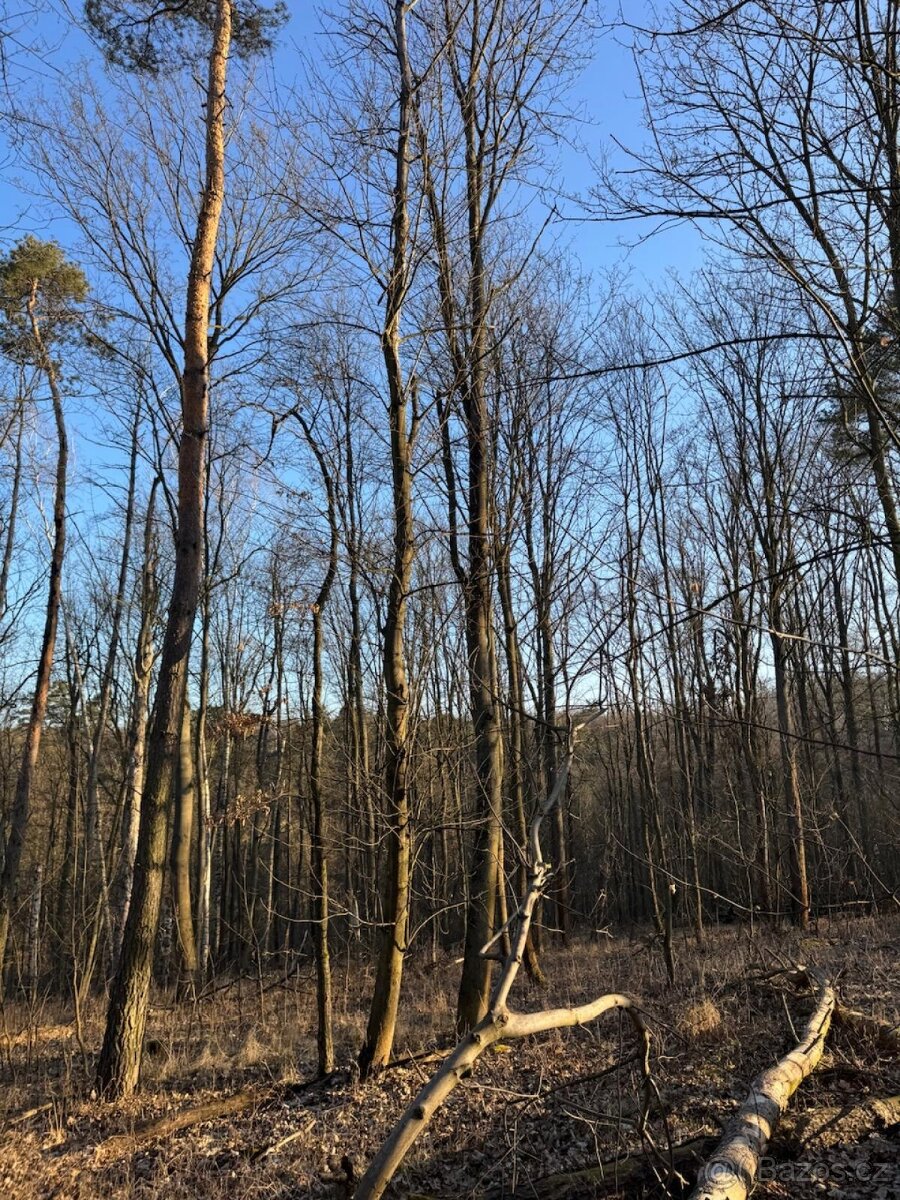 Prodám lesní pozemky v k.ú. Radouň Mělnické Vtelno - 12