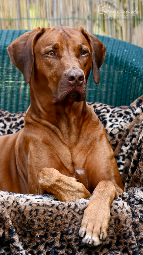 Rhodéský Ridgeback - štěňátka s PP - 12