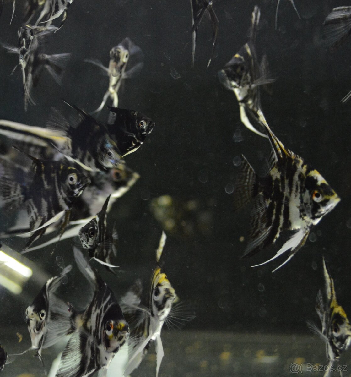 Akvarijní rybičky různé druhy - 12