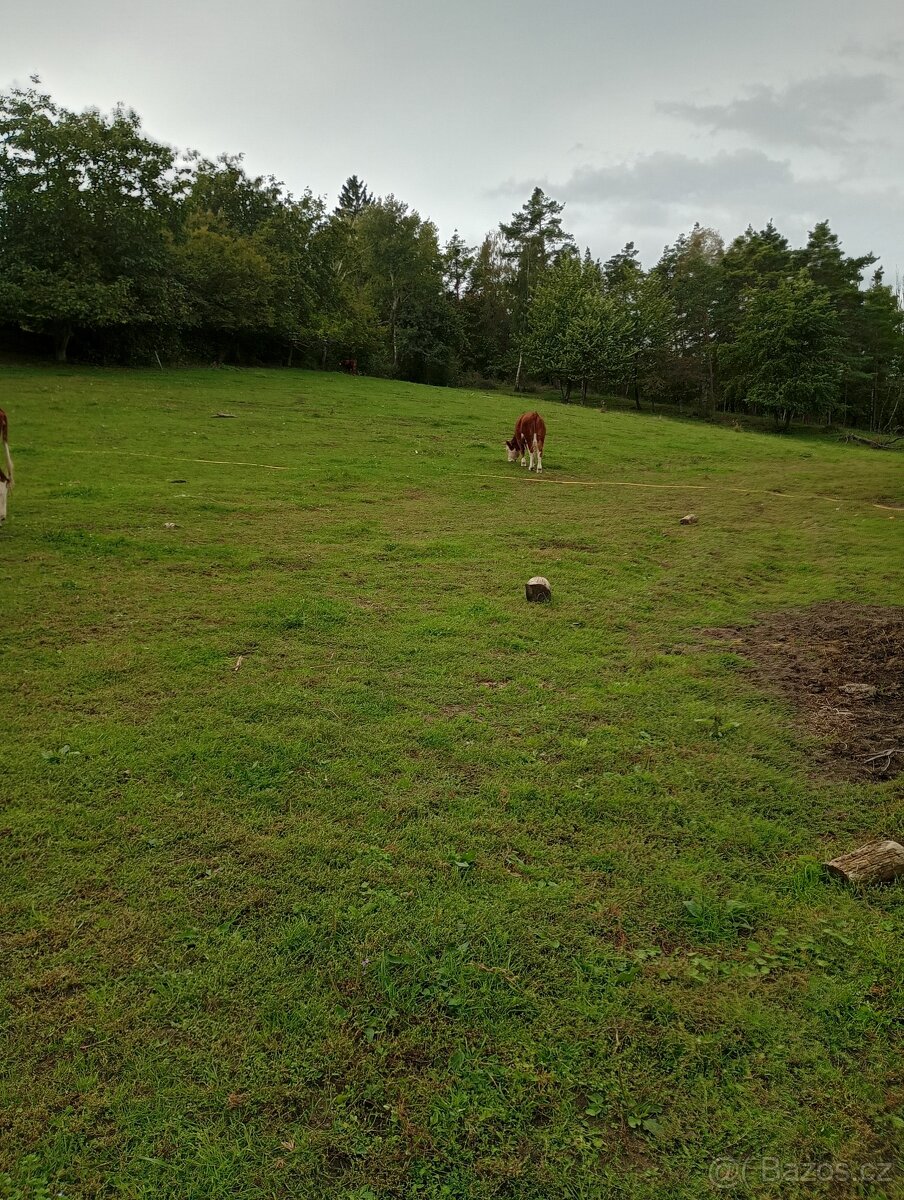 Zahrada v intravilánu obce, výměra: 7.428 m2. - 12