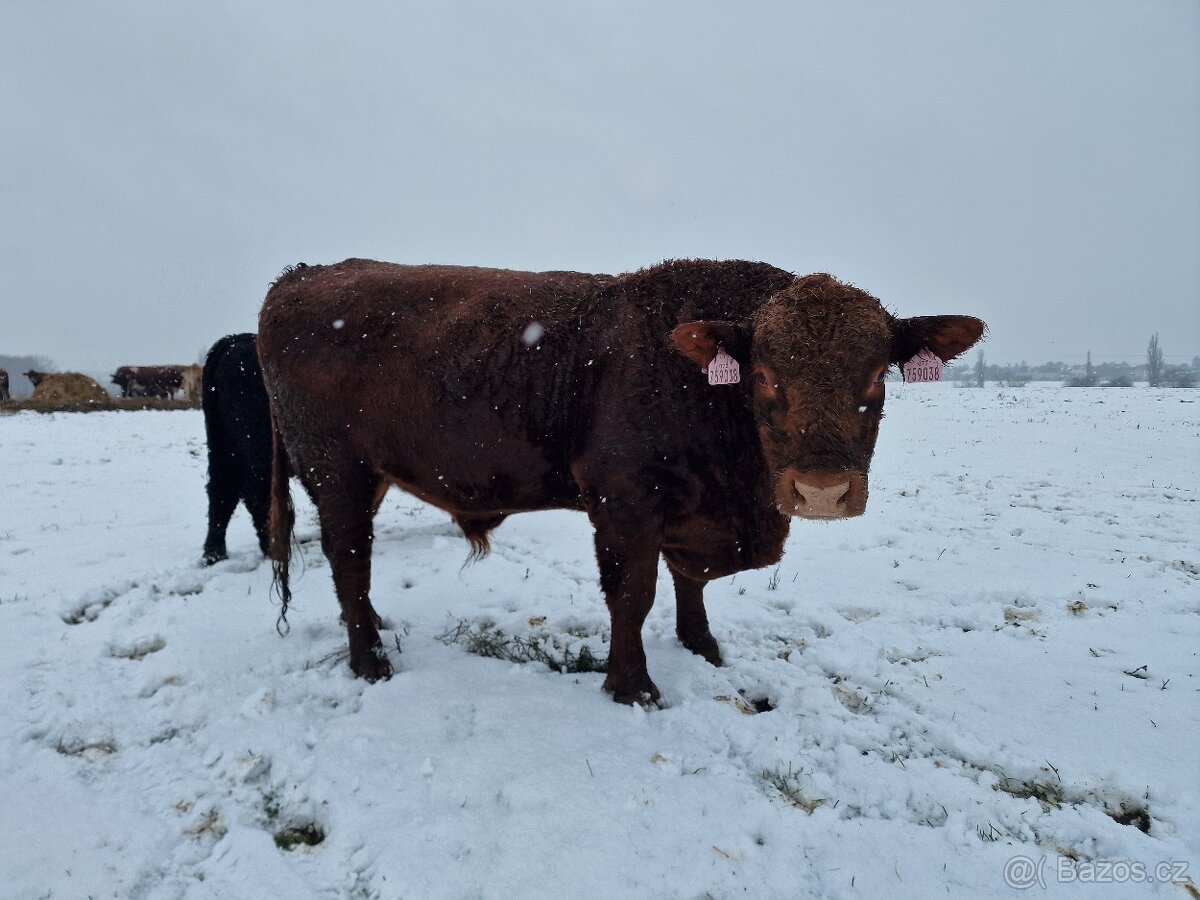 Prodáme březí krávy - 12
