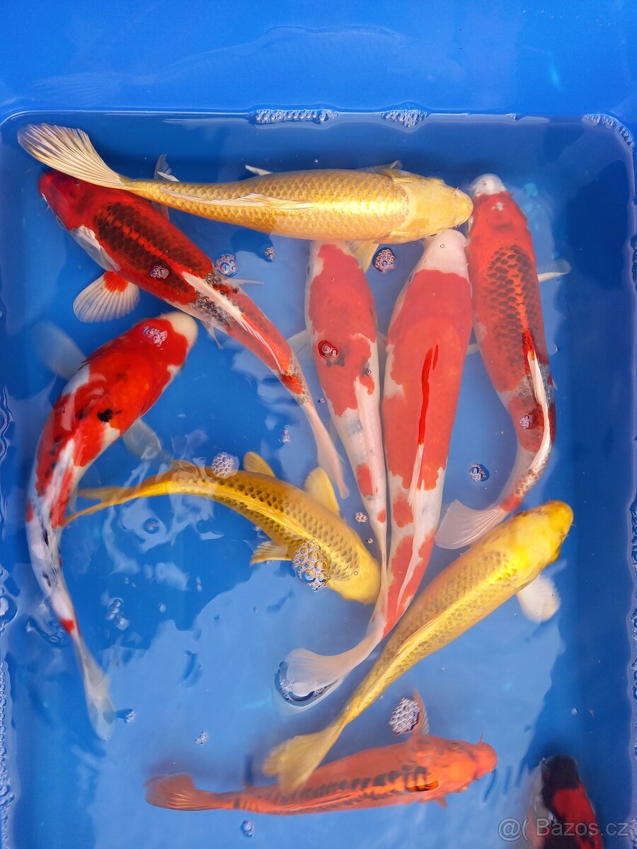 Koi kapr originál - 12