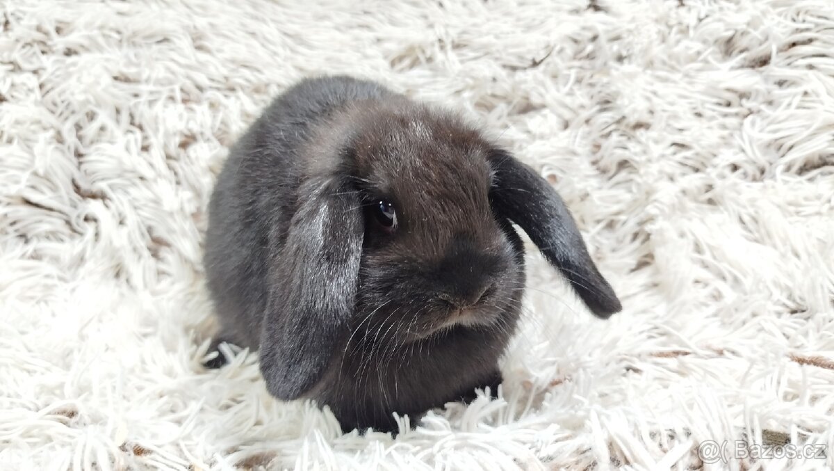 Zakrslý beránek, králíček, králík - BIBI - 12