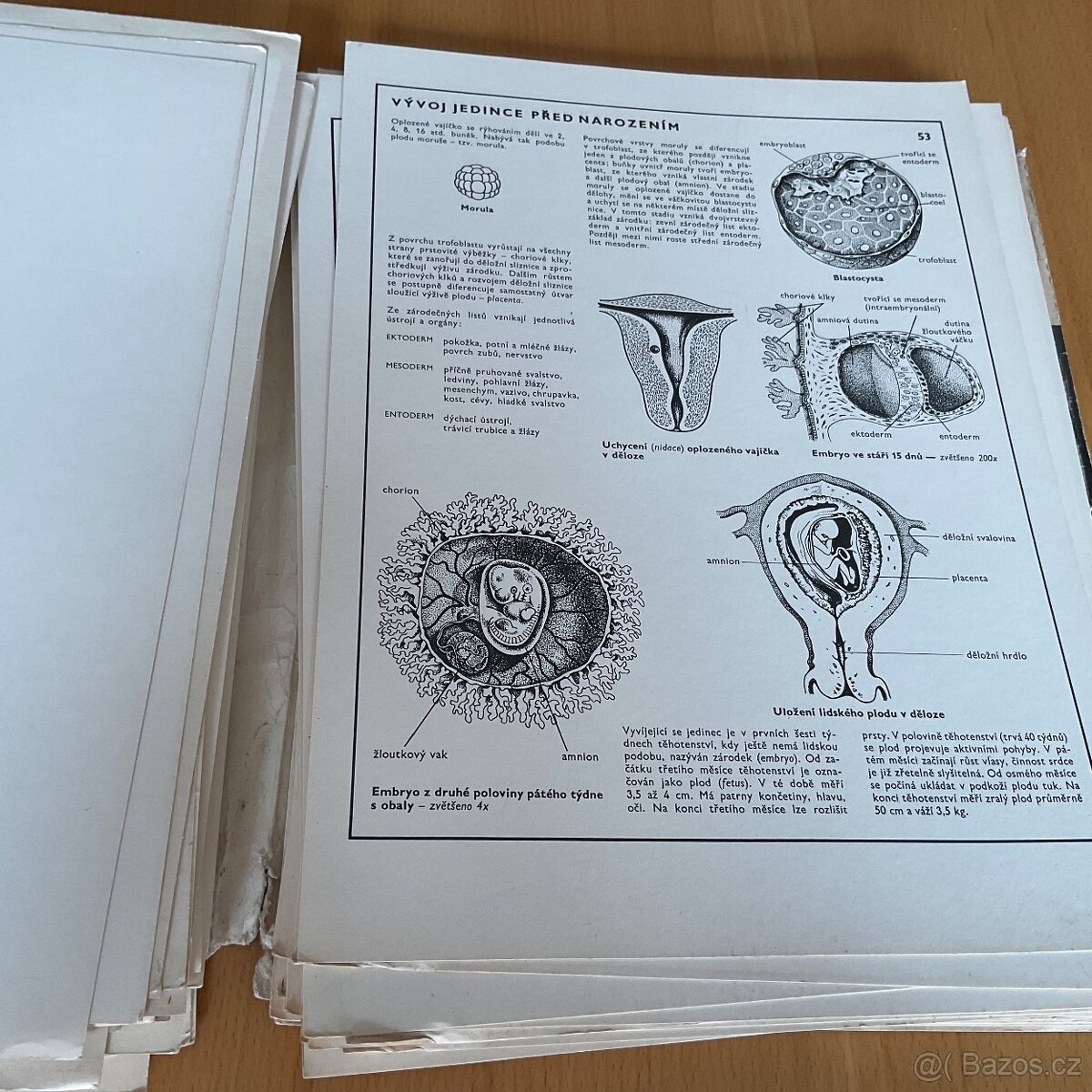 Retro- Biologie člověka v obrazech- A4 - 12