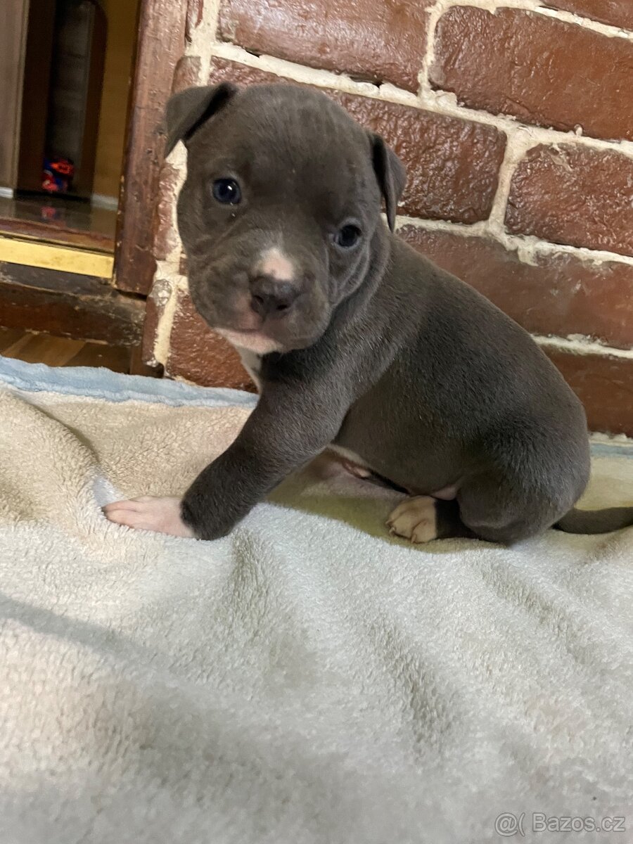 Americký stafordšírsky teriér - 12