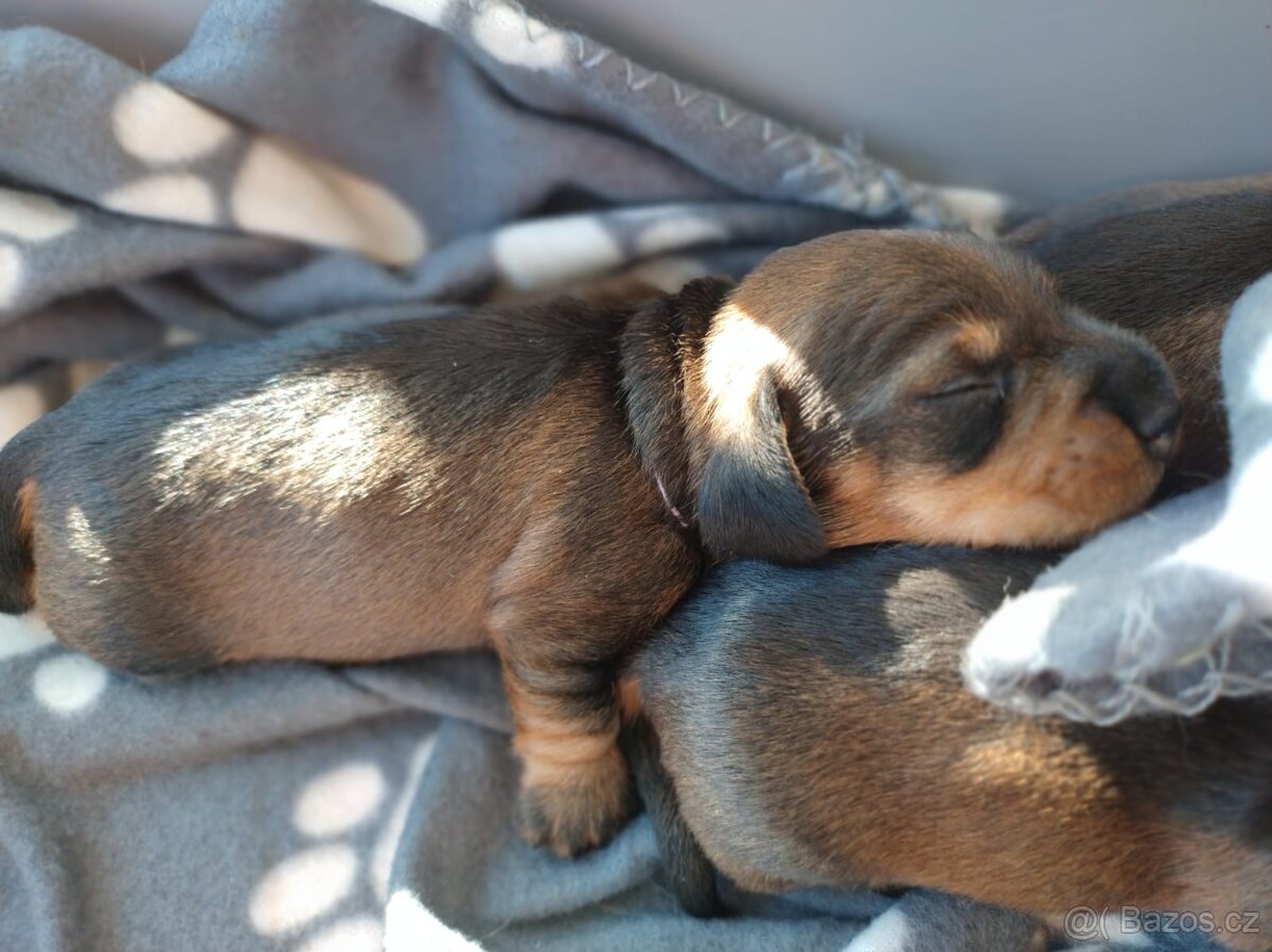 Jezevčík drsnosrstý - 12