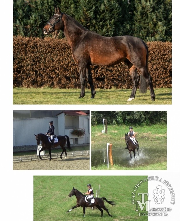 Furioso klisnička - 12