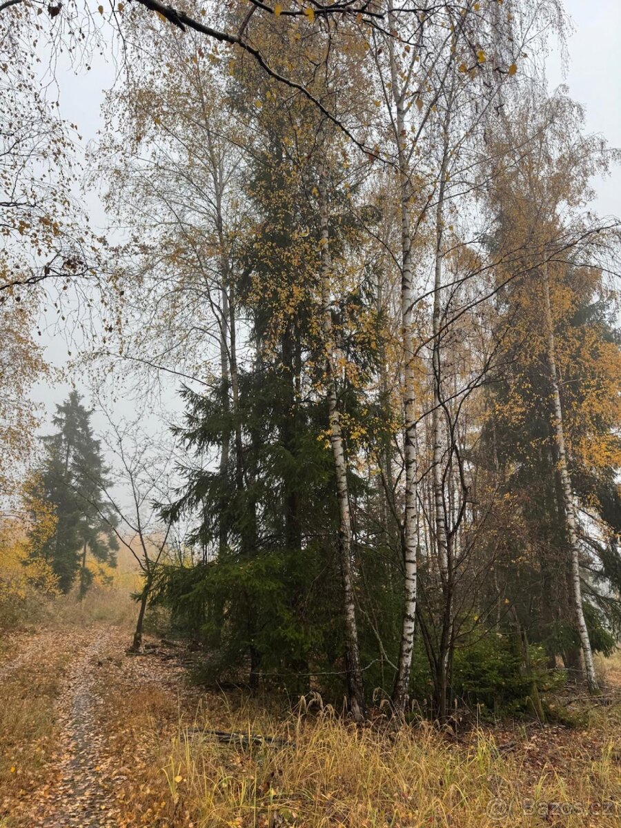 Prodej lesních pozemků k.ú. Úboč - 12