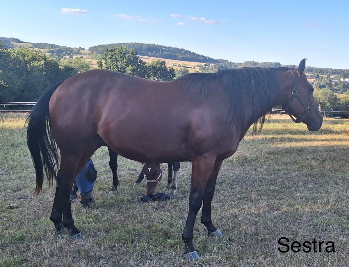 AQH hřebeček JoJo - 12