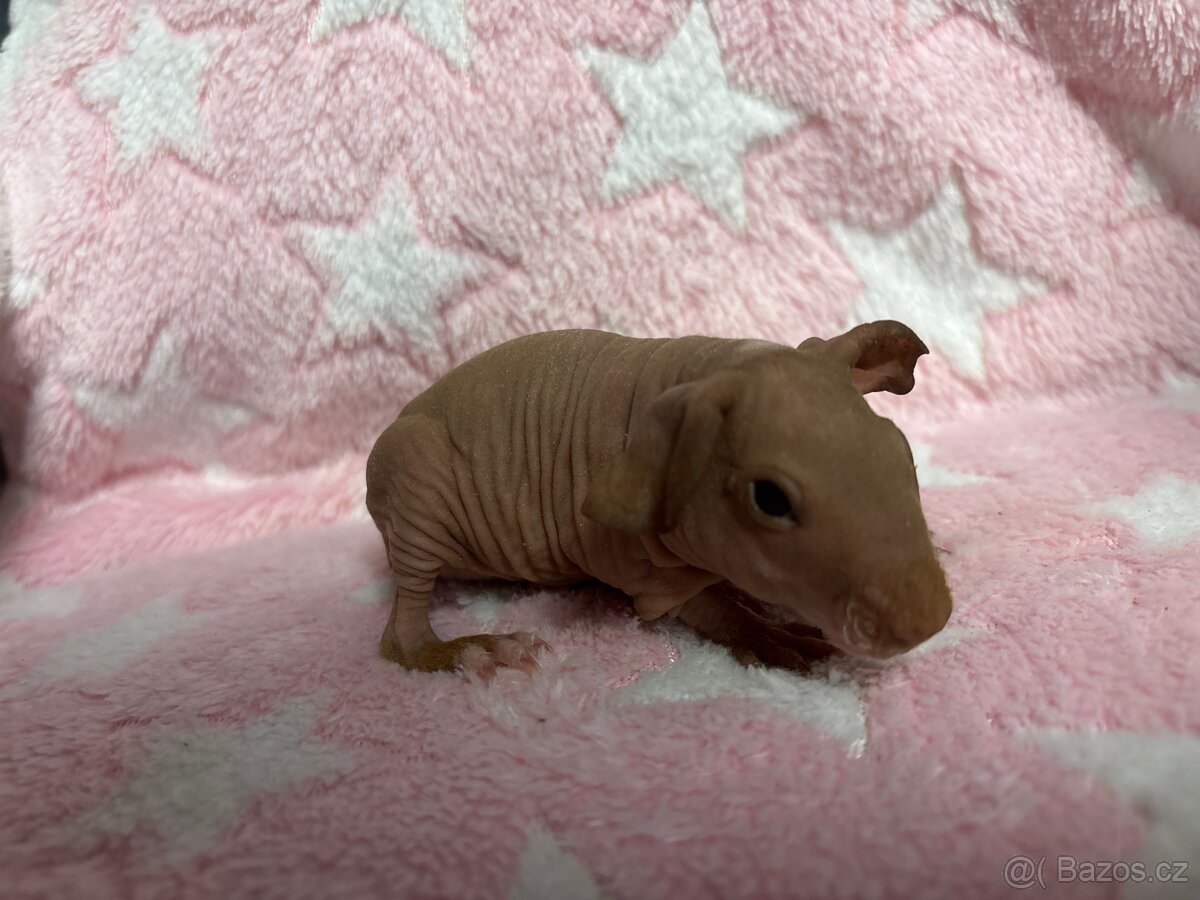 Skinny morče, samec s PP - 12