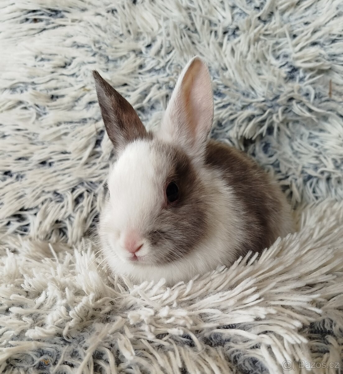 Zakrslý králík - 12