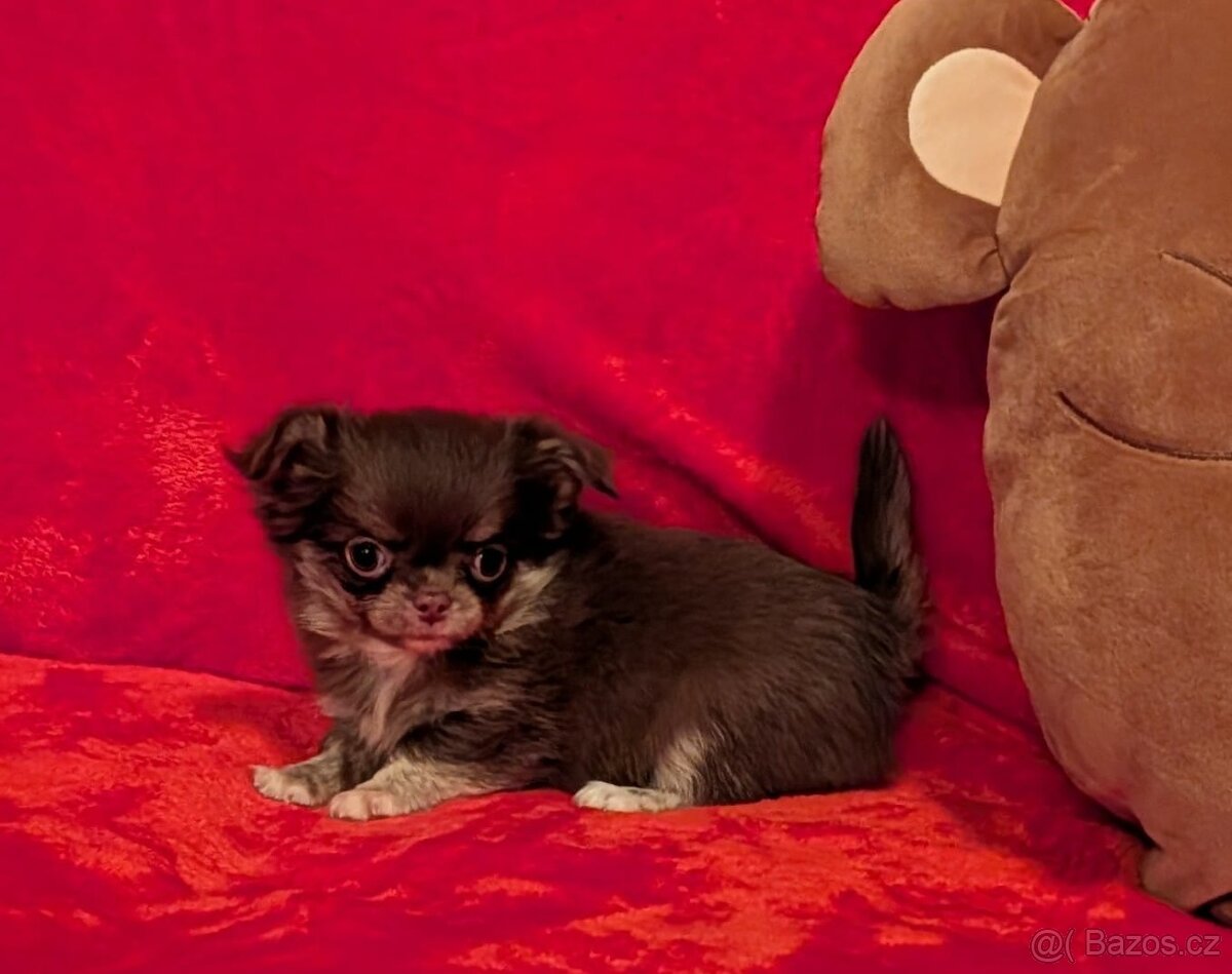 Čivava dlouhosrstá s PP- pejsci a fenky - 12