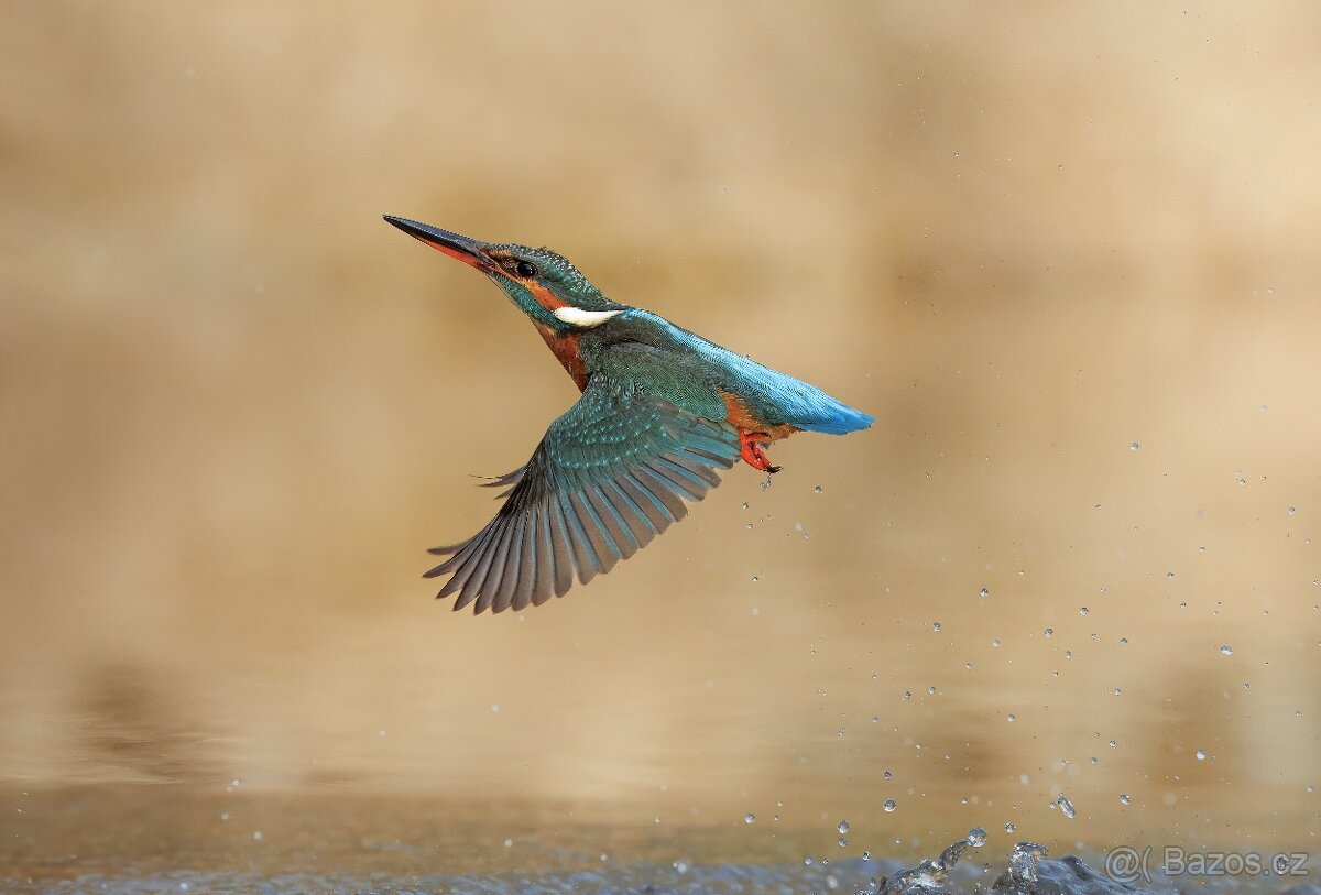 Canon ef 200mm f/2L is usm - 12