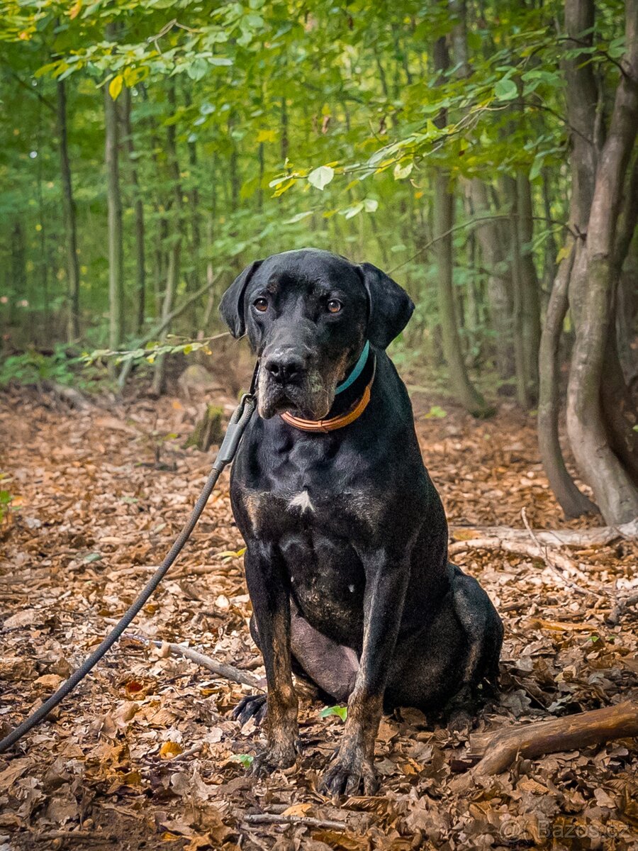 Louisiánský leopardí pes s PP - 12