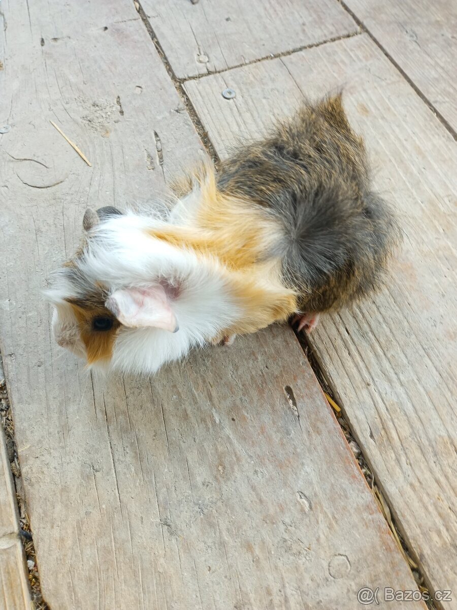 Morčata - samečci - 12