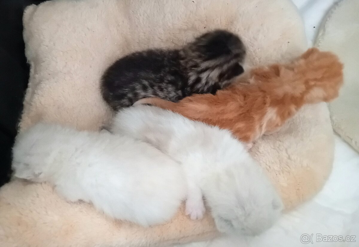 Britská koťátka s PP - 12