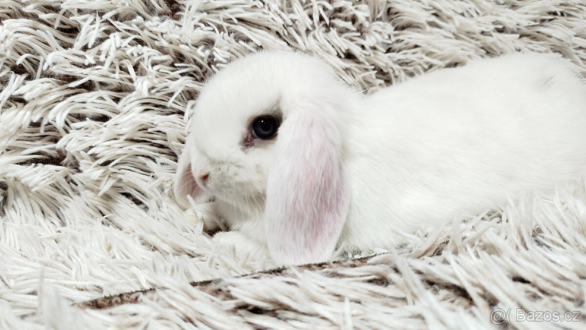 Zakrslý beránek, králíček, králík - FILIP - 12