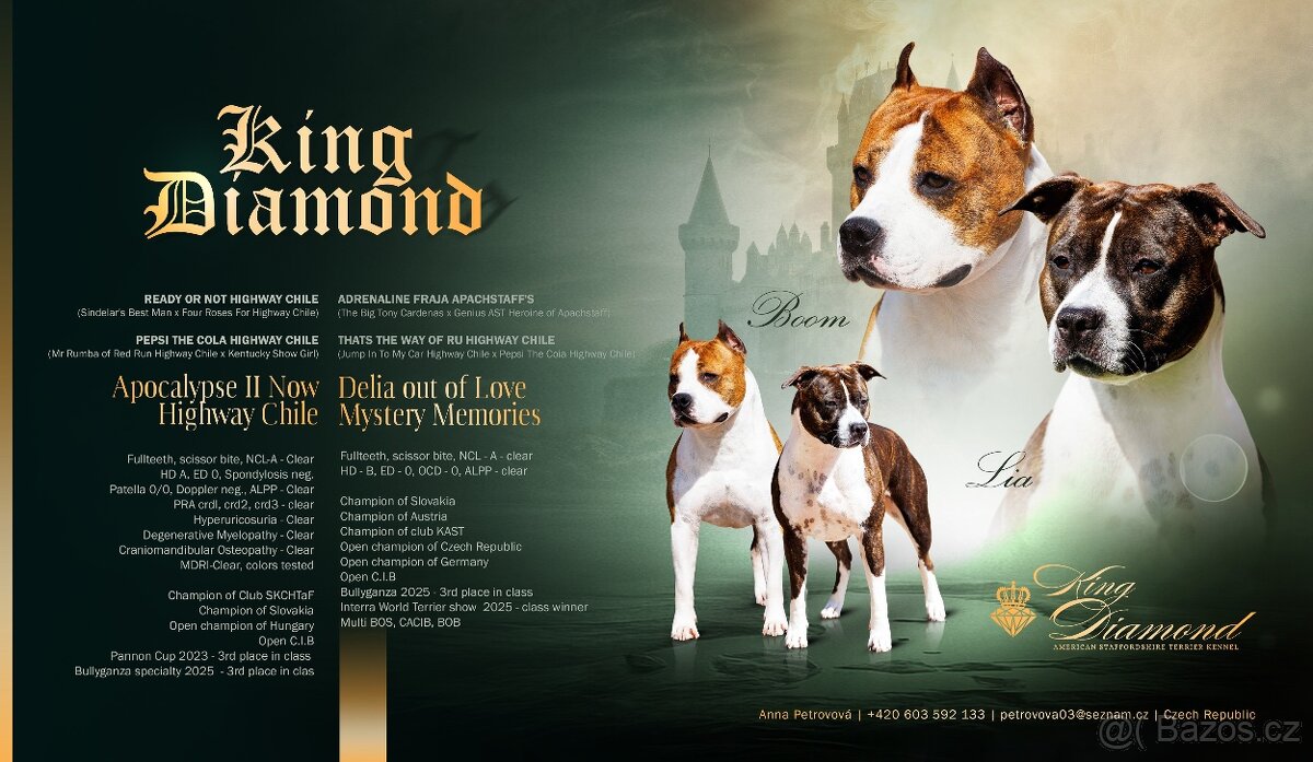 Americký stafordšírský teriér - štěňátka s PP - 12