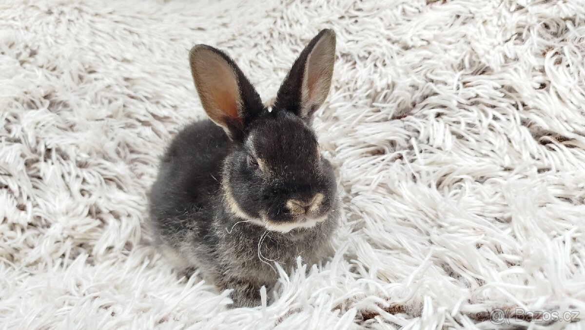 Zakrslý králík, králíček-(REX)-DAISY - 12