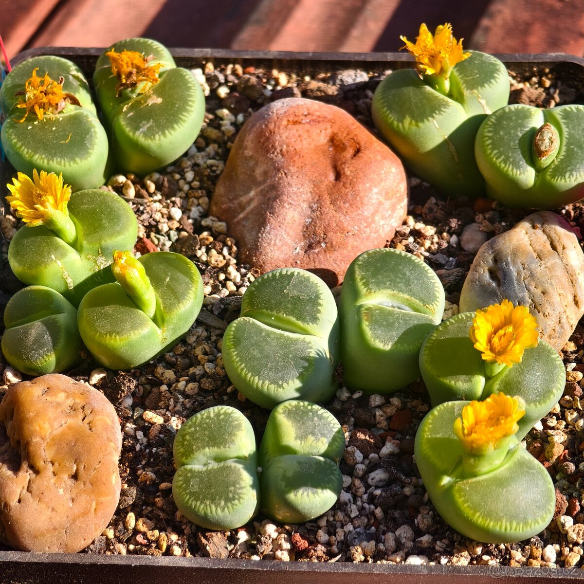 Lithops a Conophytum - 12