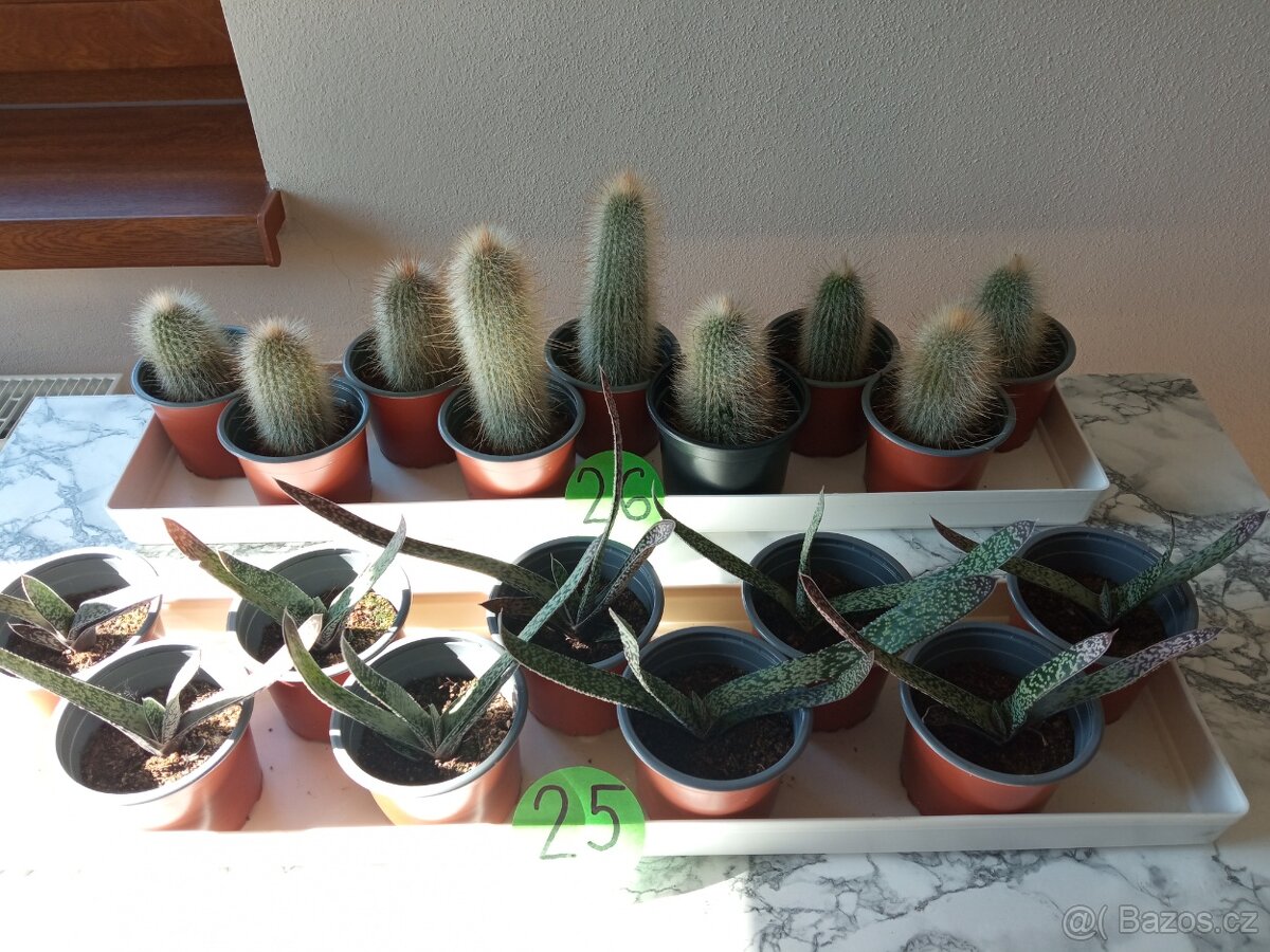 Kaktusy a sukulenty 30 Kč za kus - 12