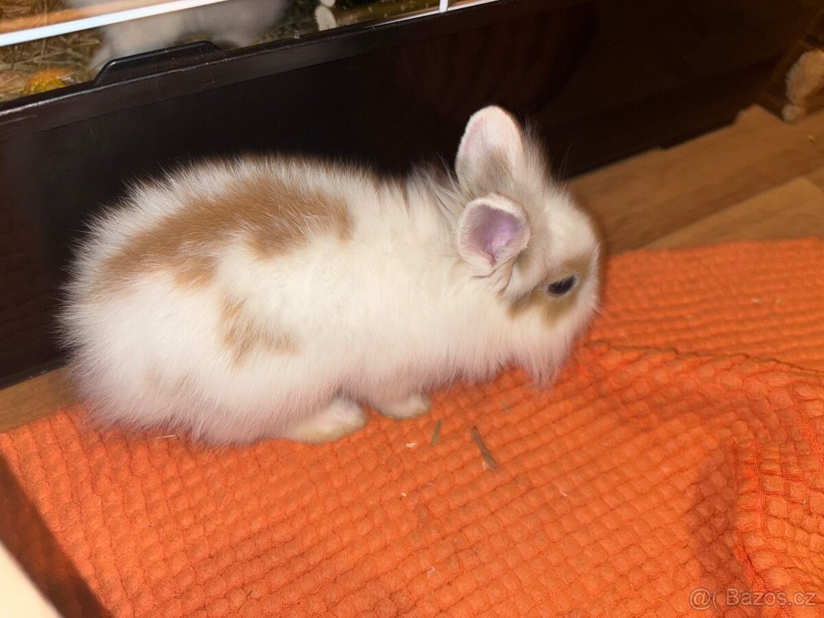 Zakrslí králík - 12