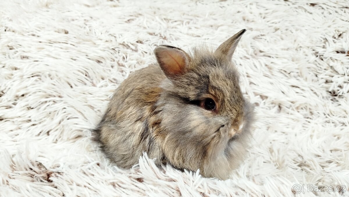 Zakrslý králík, králíček - HARRY - 12