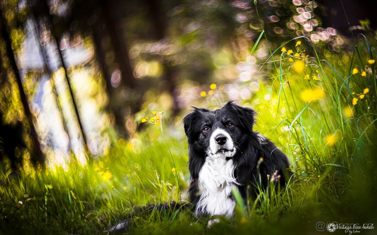 Meopta Meostigmat 50/1 adaptace pro Sony E-mount - 12