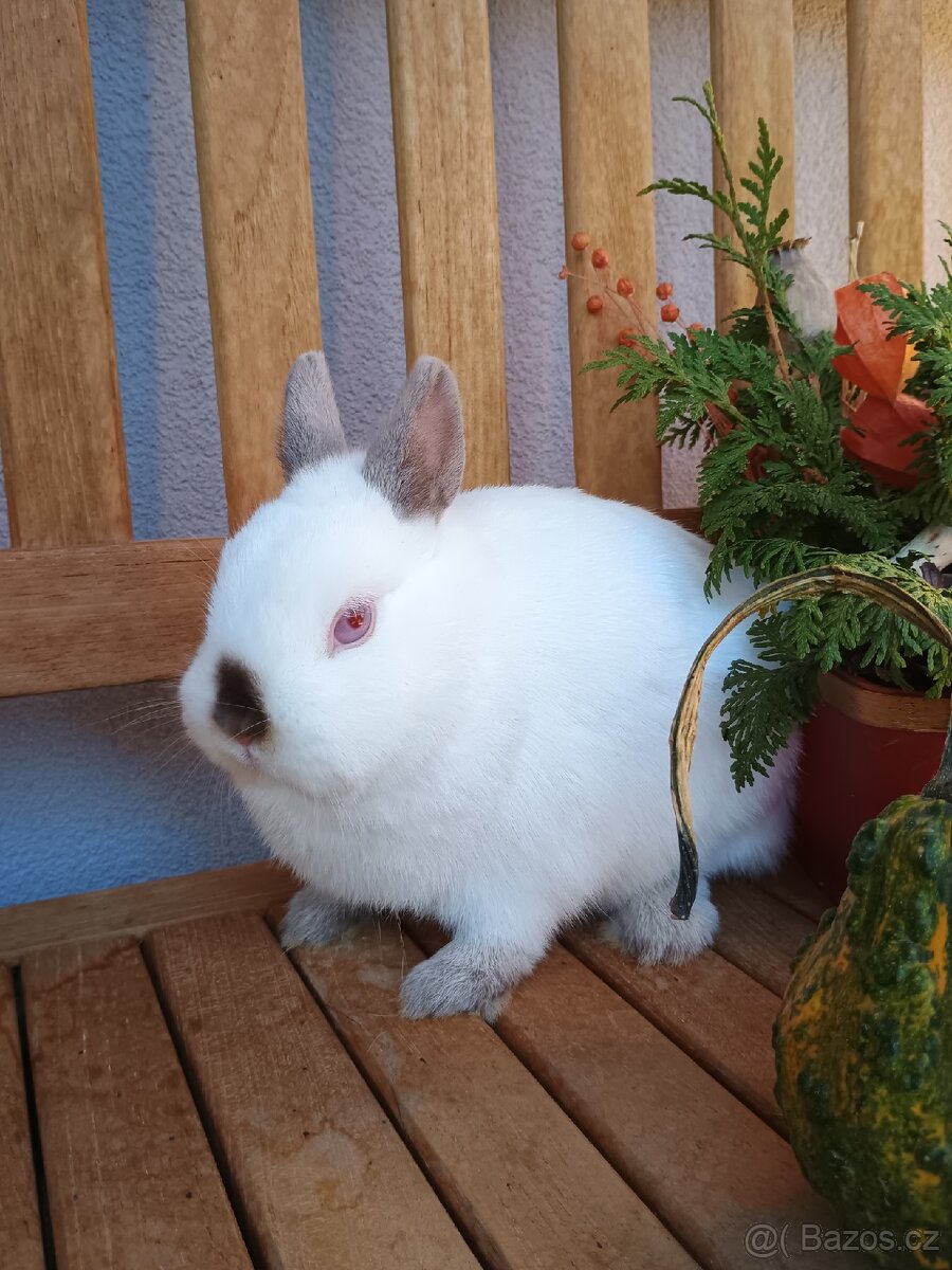 Zakrslá samička siam - 12