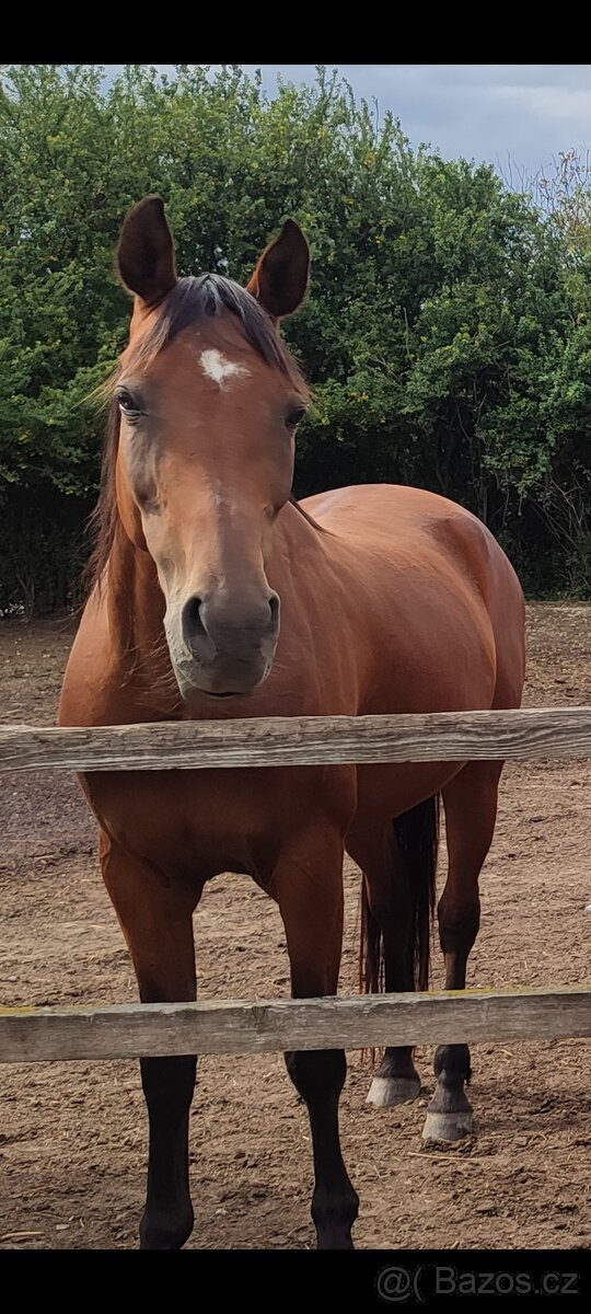 Predám Kobylu - 12