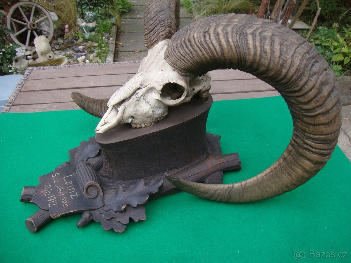 Starožitná Mufloní trofej Muflon 1912 medailové rozměry top - 12