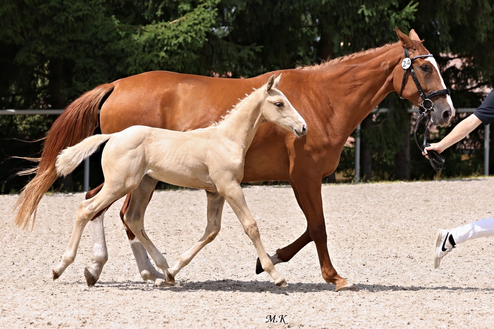 Stáj Zámek Ellischau - luxusní hřebeček CS r.2025 - 12