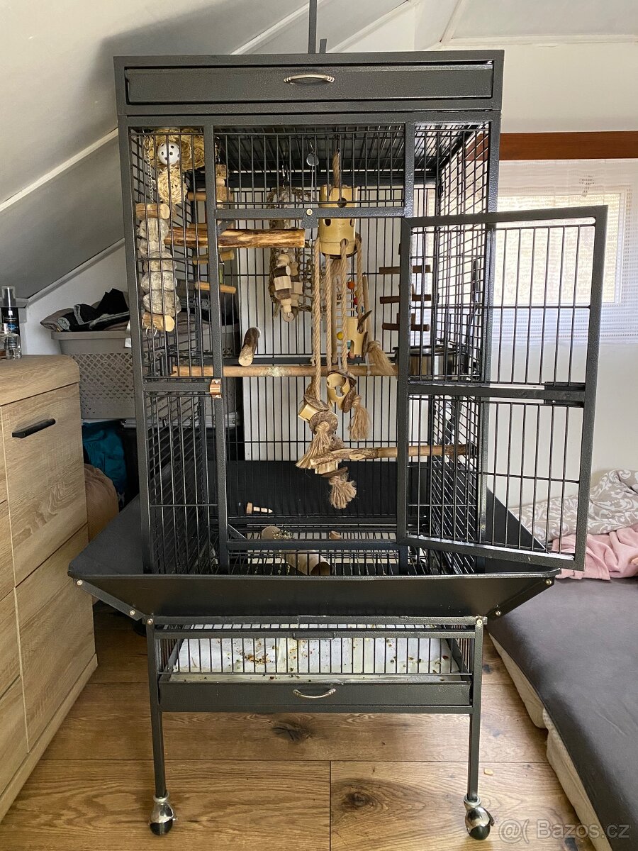 Aratinga Sluneční - Ručně Dokrmená samička - mega mazel - 12